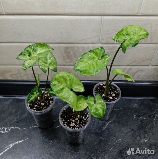 Сингониумы сортовые - 2