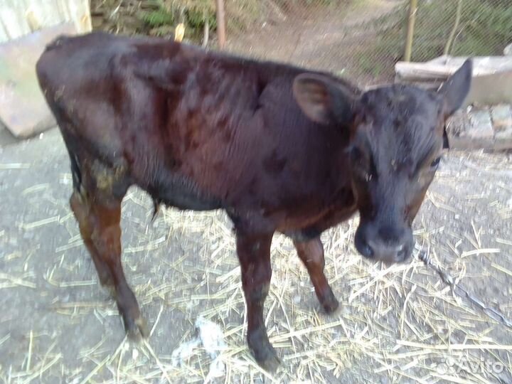 Телята бычки