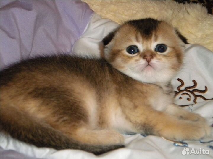 Золотая шиншилла котята