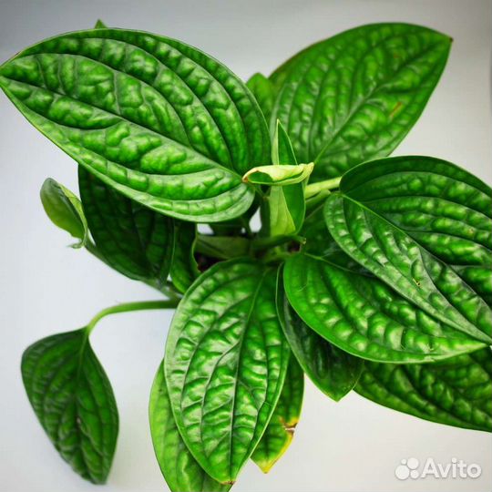 Монстера карстенианум