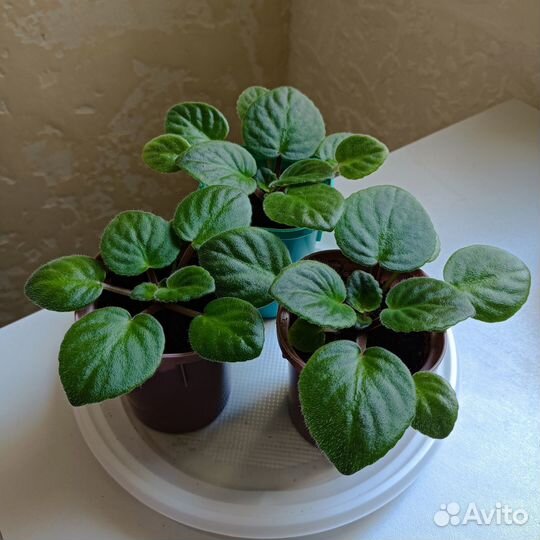 Комнатные фиалки