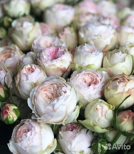 Роза пионовидная про-во Кения оптом