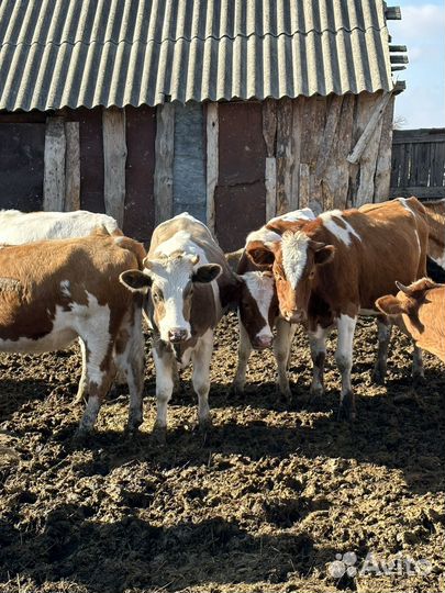 Телки и коровы