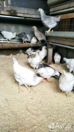 Цыплята суточные яйцо леггорн мраморный