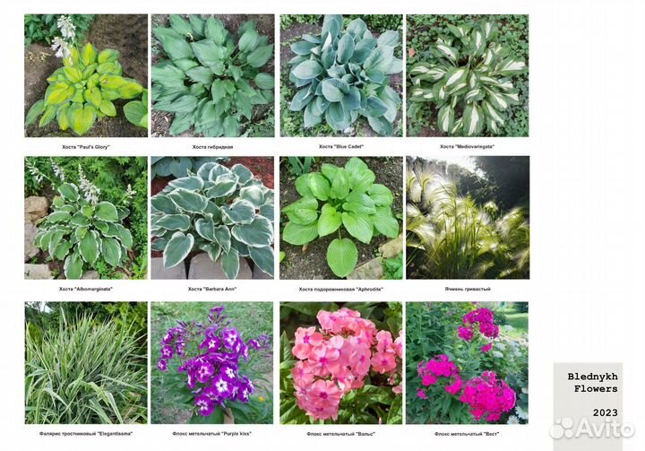 Садовые растения