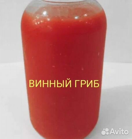 Винный гриб