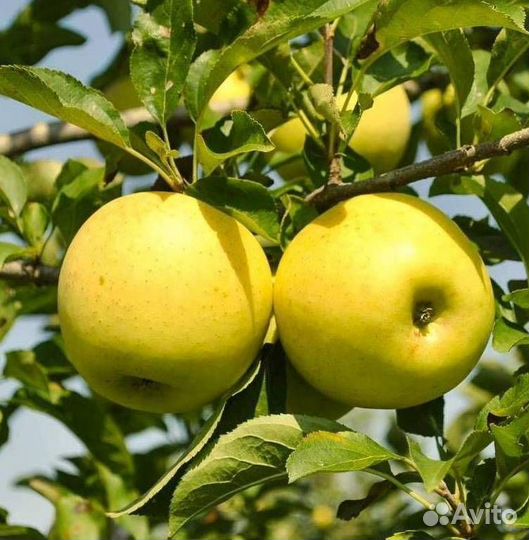 Саженцы яблони Голден