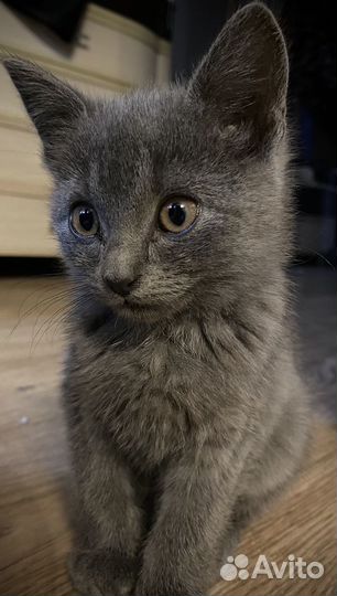 Кошка Мышка