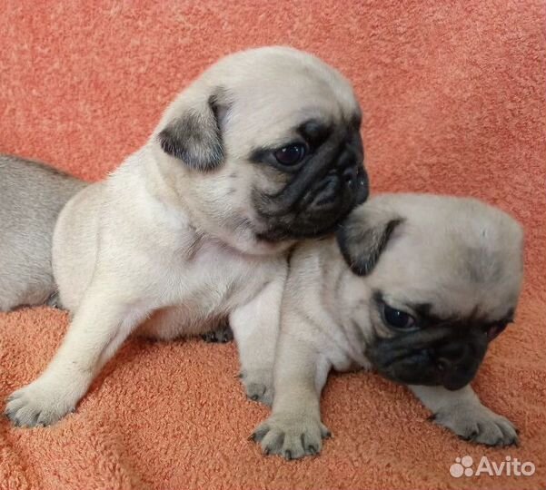 Щенки мопса