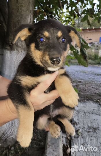 Собака щенок охранник