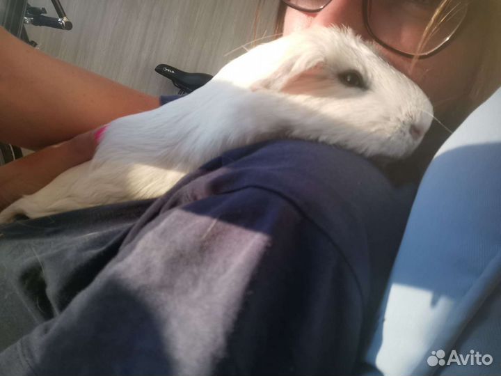 Передержка животных