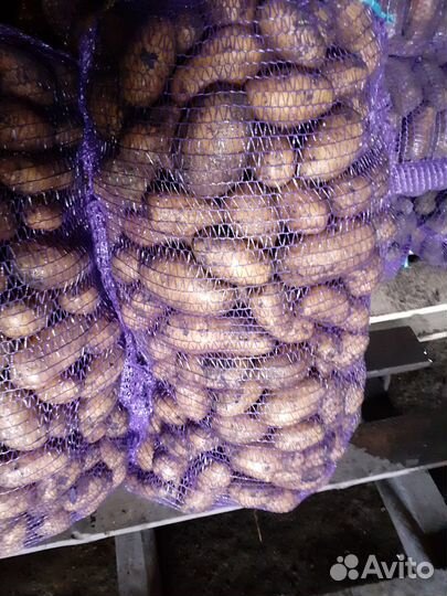 Картофель семенной и на корм, возможна доставка