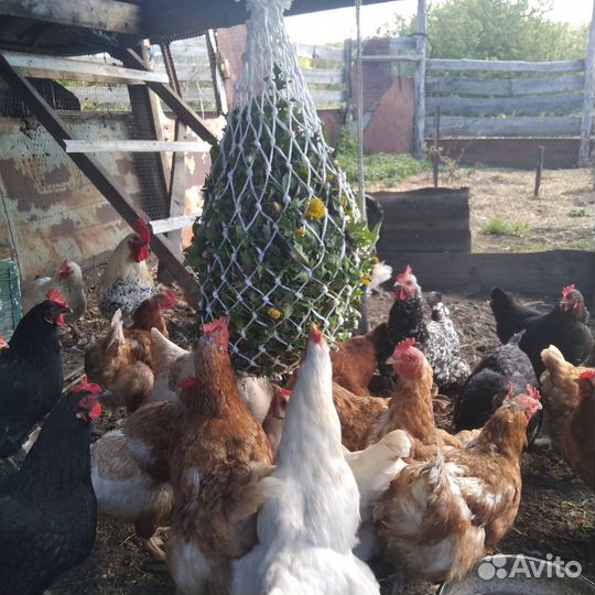 Рептух (подвесная кормушка) для птиц