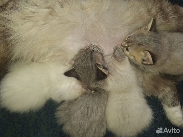 Милые котята