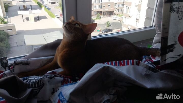 Абиссинская кошка