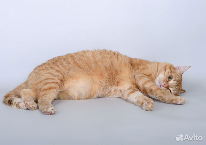 Милый рыжий котик Лисовик