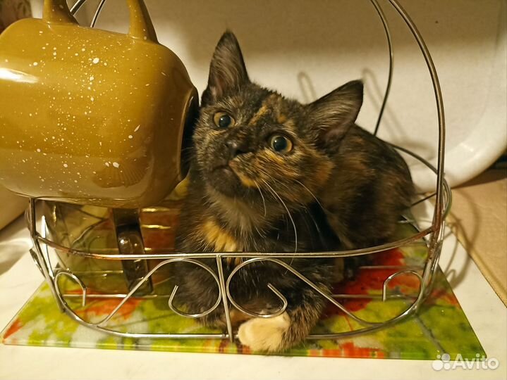 Кошка