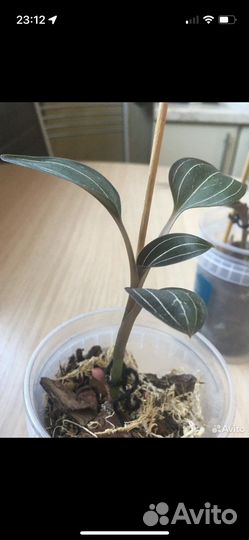 Орхидея лудизия