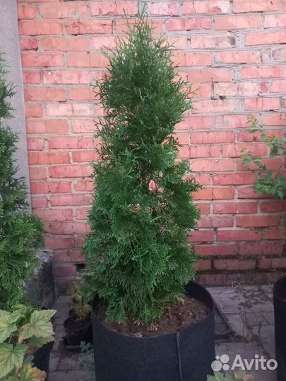 Туя смарагд, колумна