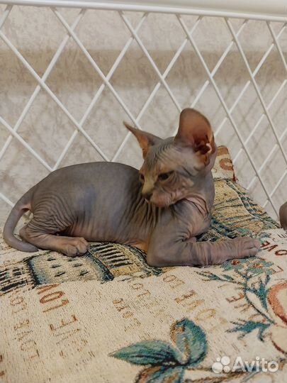 Канадский сфинкс котенок