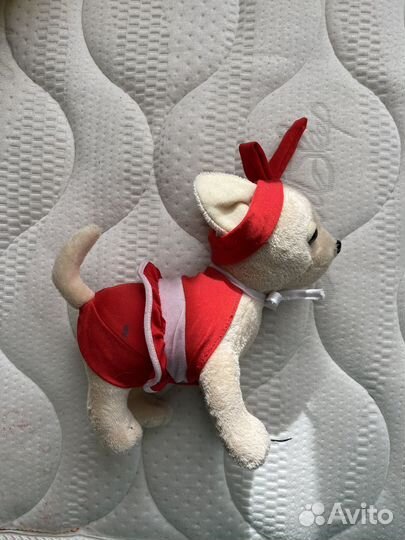 Собака чихуа Cih Cih Love