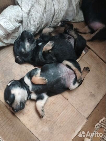 Той-терьер щенки