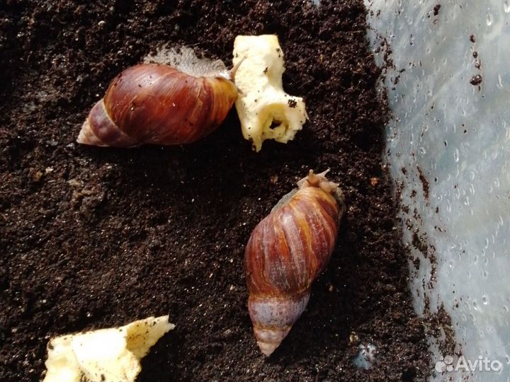 Улитки ахатины