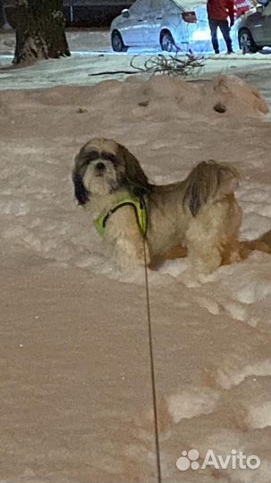 Прекрасный ши-тцу, приглашает на вязку