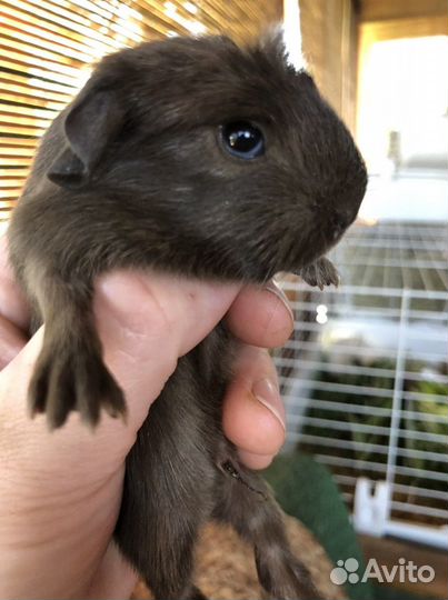 Передержка грызунов