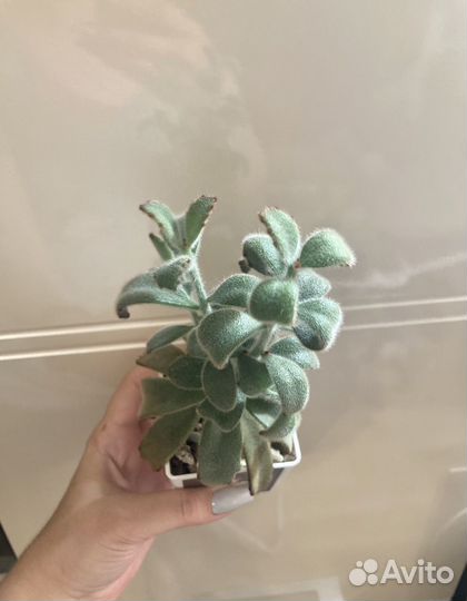 Каланхоэ войлочное