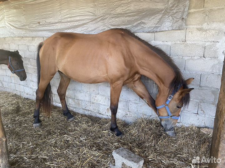 Кабыла с кабылкой