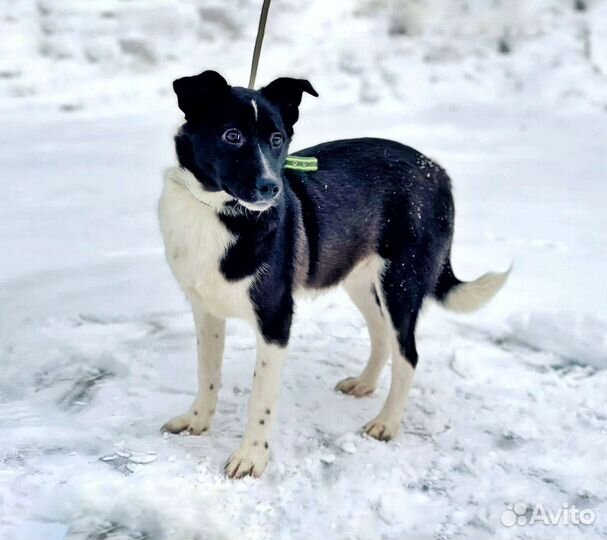 Щенок в дар