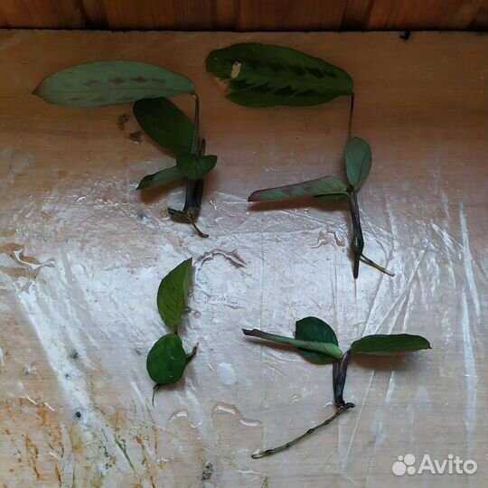 Маранты и ктенанты