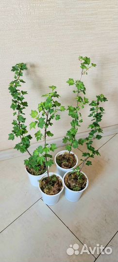 Крыжовник Финик, Машека(Машенька)