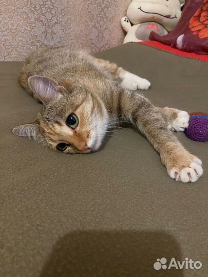 Кошка в добрые руки