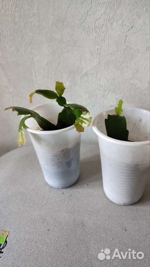 Декабрист и хлорофитум