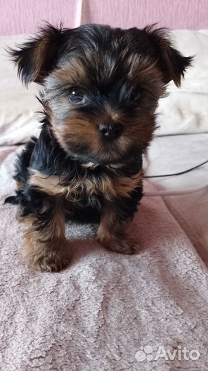 Йоркширский терьер