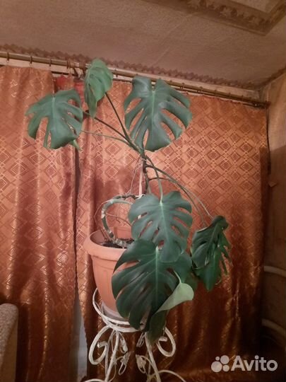 Комнатные растения цветы