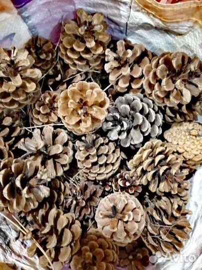 Шишки деловые сосновый