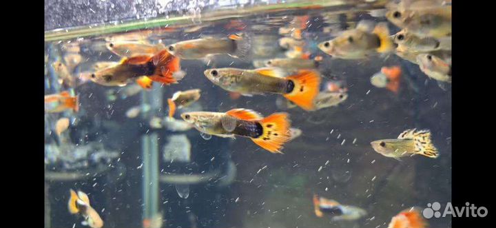 Аквариумные рыбки гуппи