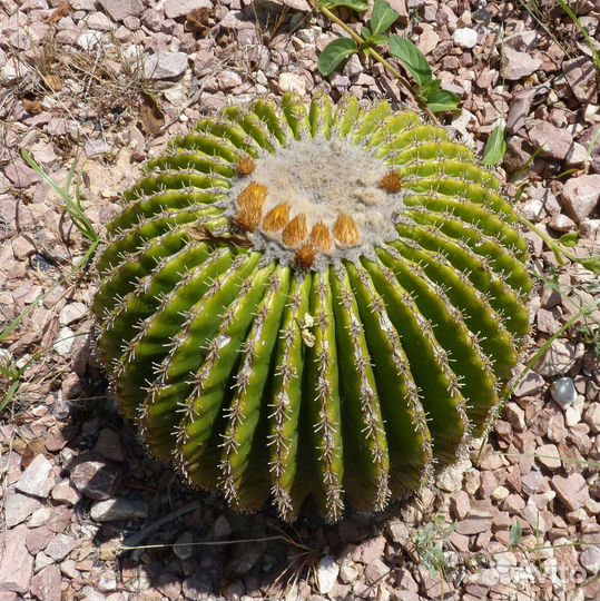 Семена Эхинокактуса