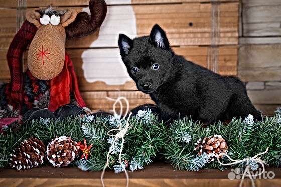 Щенки схипперке