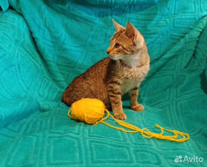 Котенок девочка в добрые руки