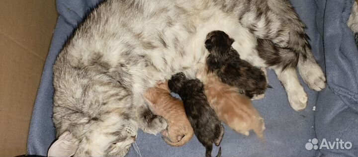 Отдам бесплатно