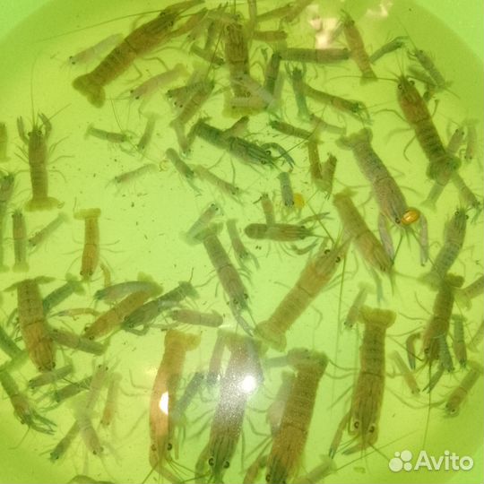 Малек австралийского рака