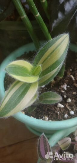 Силамонтана Вар традесканция