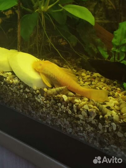 Самцы и самки Анциструс альбинос