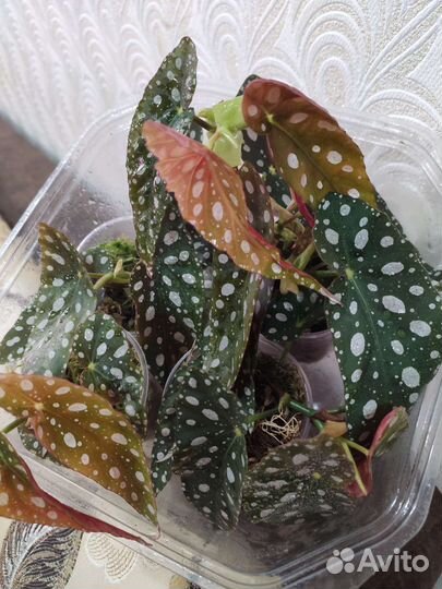 Бегония Макулата