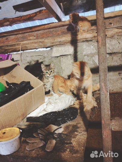 Котята от крысоловки