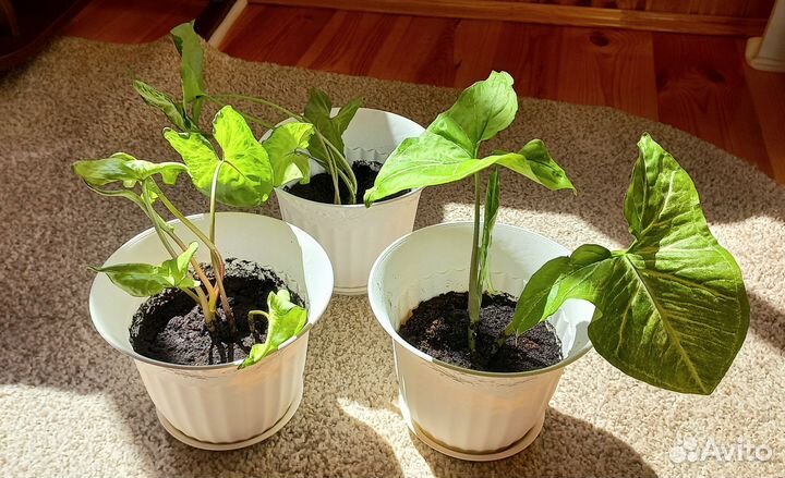 Сингониум ростки